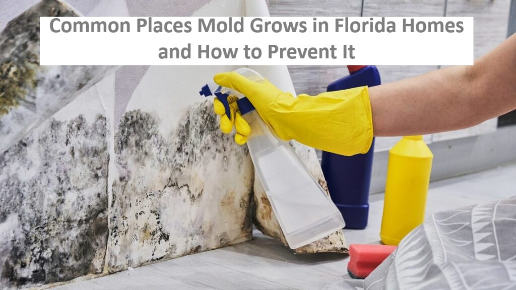 Common Places Mold Grows in Florida Homes and How to Prevent It